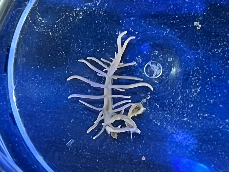 質問に添付された魚の写真