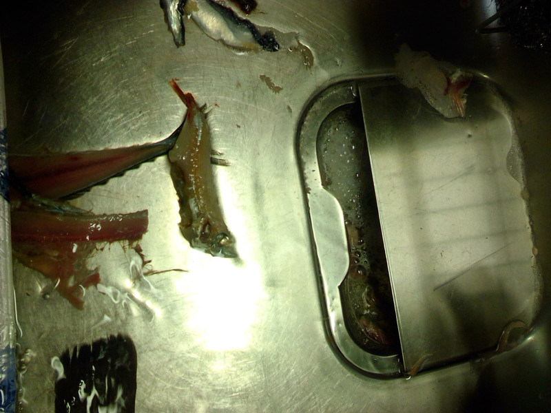 質問に添付された魚の写真