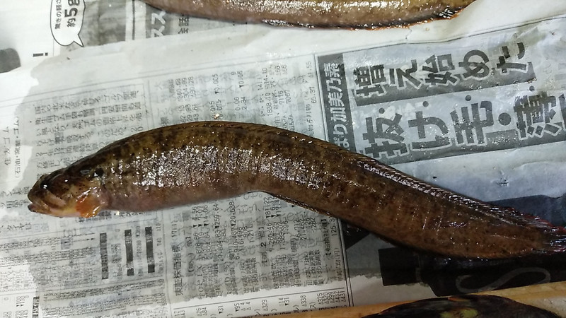 質問に添付された魚の写真