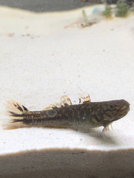 質問に添付された魚の写真