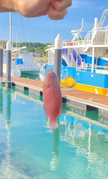 質問に添付された魚の写真