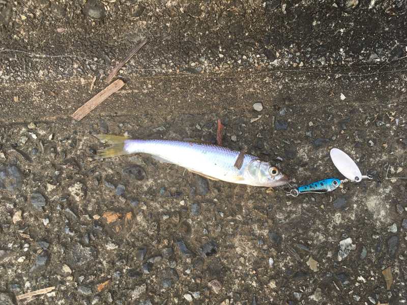 質問に添付された魚の写真