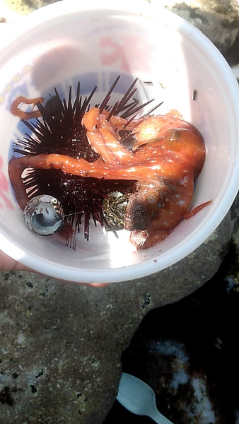質問に添付された魚の写真