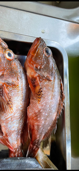質問に添付された魚の写真