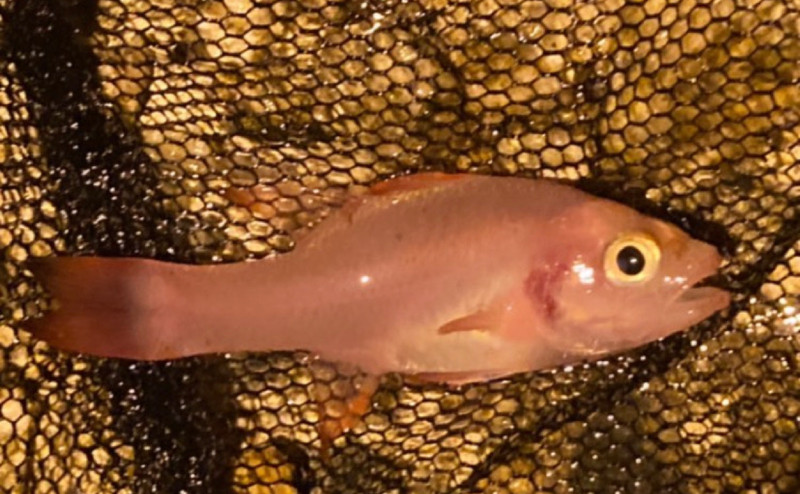 質問に添付された魚の写真
