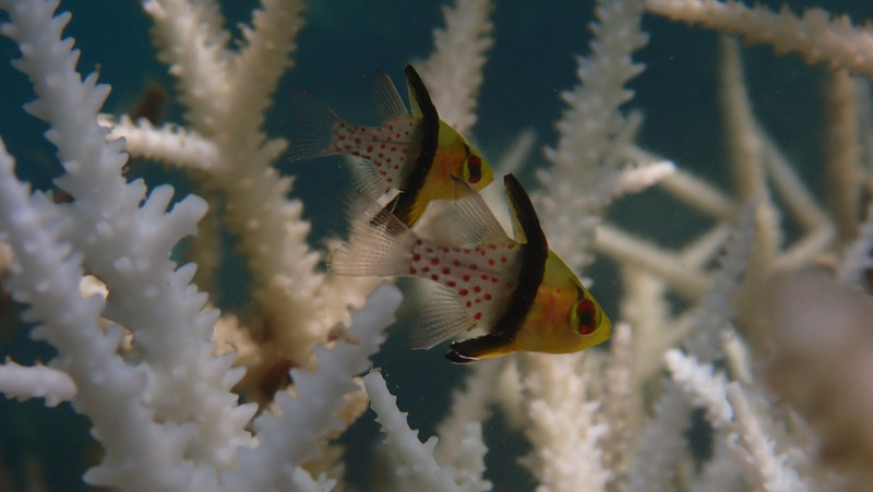 質問に添付された魚の写真