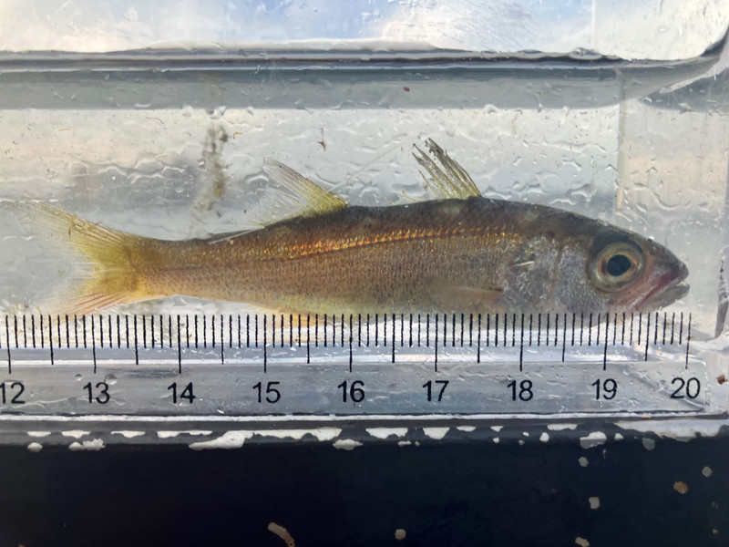 質問に添付された魚の写真