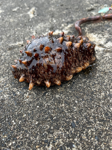 質問に添付された魚の写真