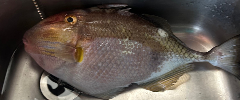質問に添付された魚の写真