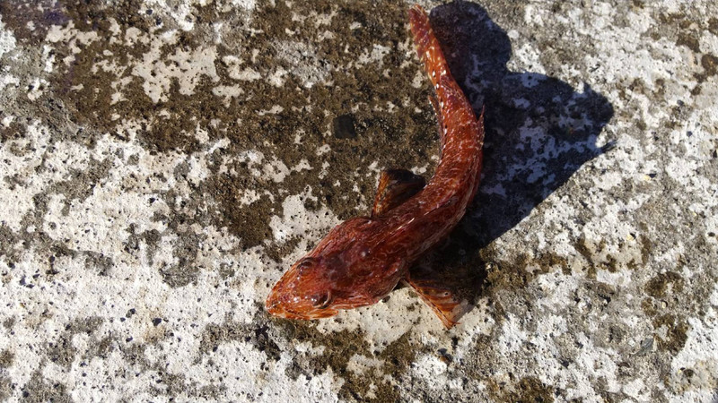 質問に添付された魚の写真