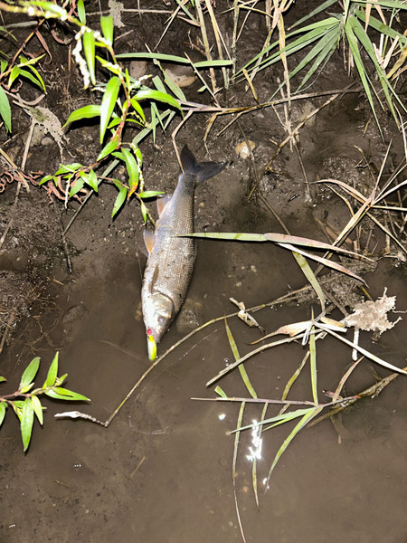 質問に添付された魚の写真