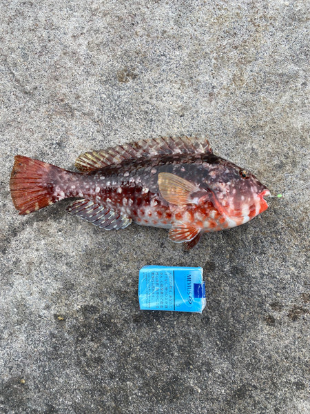 質問に添付された魚の写真