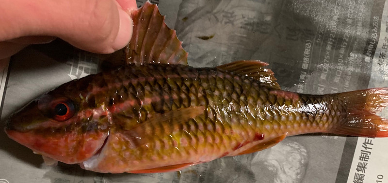 質問に添付された魚の写真