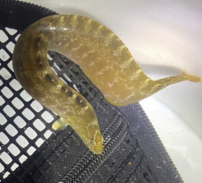 質問に添付された魚の写真