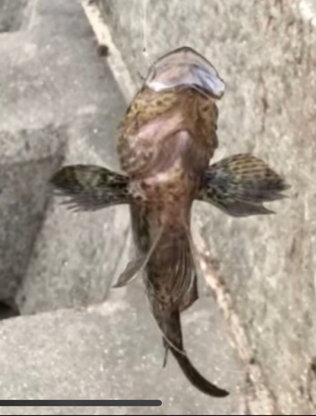 質問に添付された魚の写真
