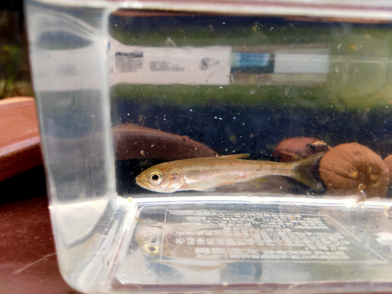 質問に添付された魚の写真