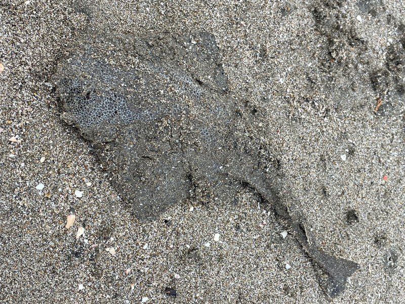 質問に添付された魚の写真