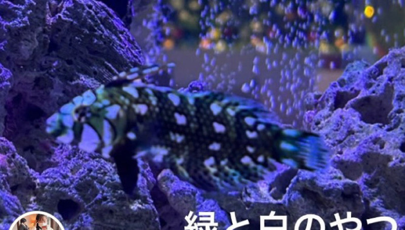 質問に添付された魚の写真
