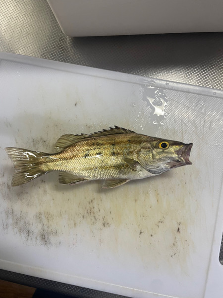 質問に添付された魚の写真