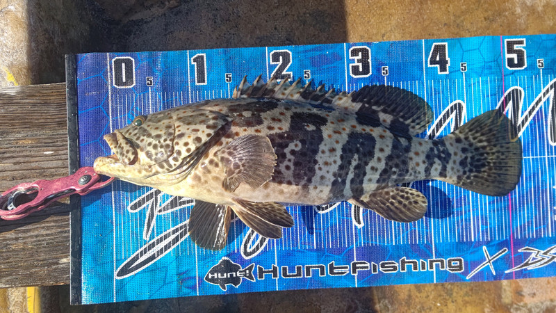 質問に添付された魚の写真