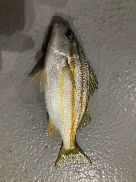 質問に添付された魚の写真