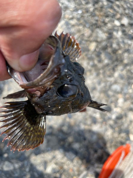 質問に添付された魚の写真