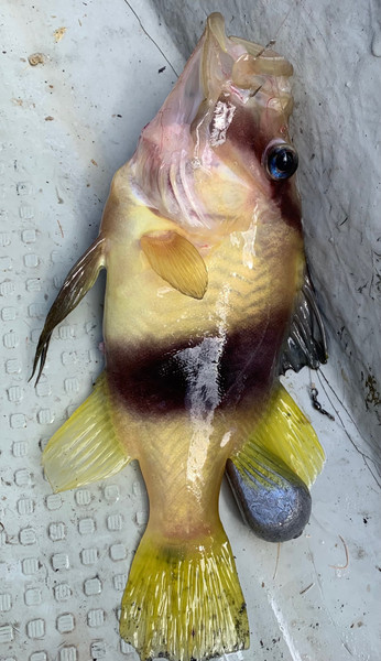 質問に添付された魚の写真