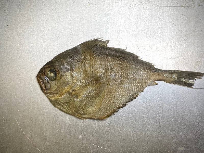 質問に添付された魚の写真