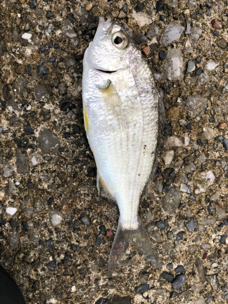 質問に添付された魚の写真