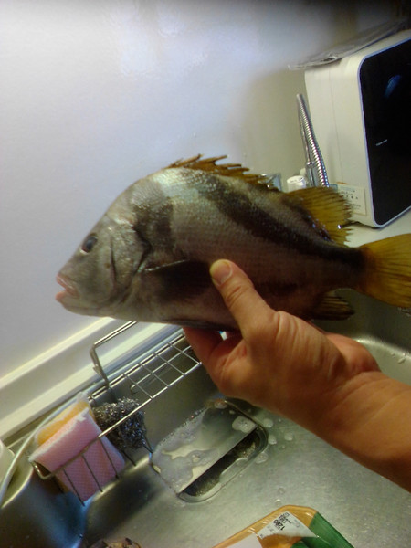 質問に添付された魚の写真