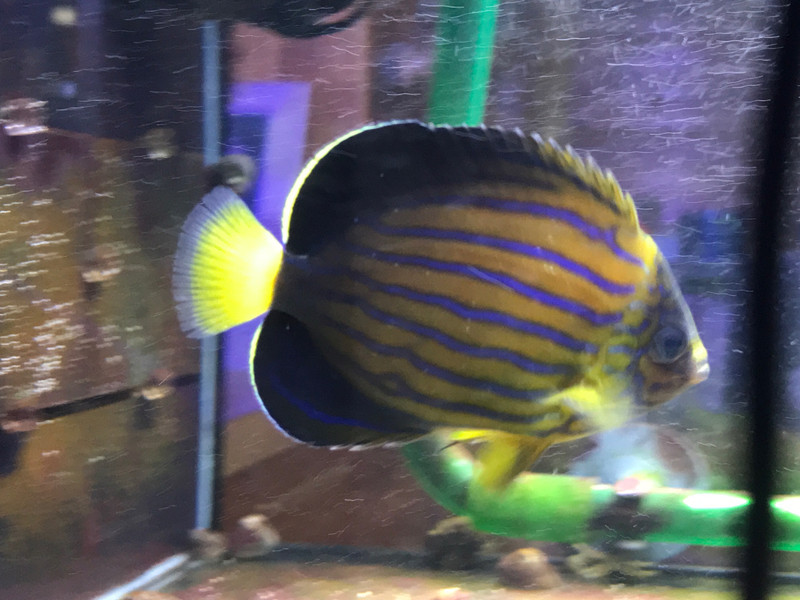 質問に添付された魚の写真