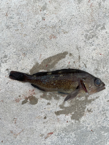 質問に添付された魚の写真