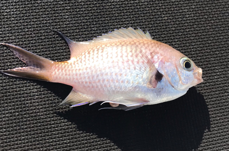 質問に添付された魚の写真