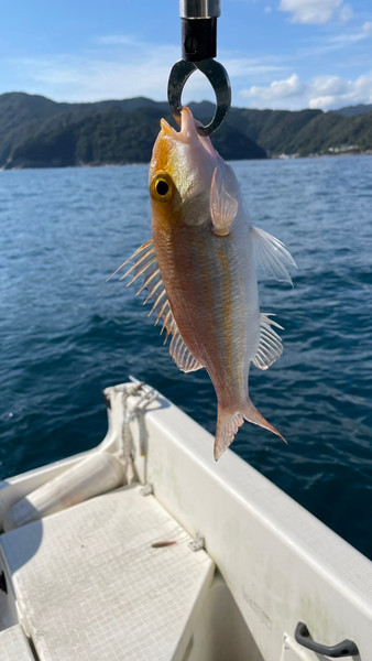 質問に添付された魚の写真