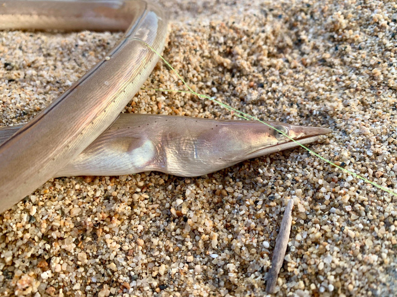質問に添付された魚の写真