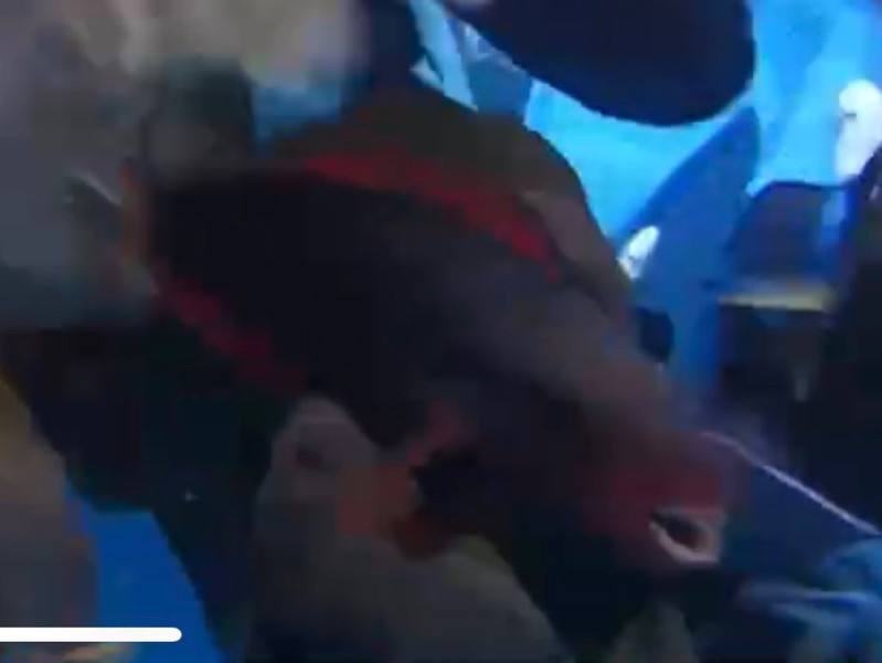 質問に添付された魚の写真