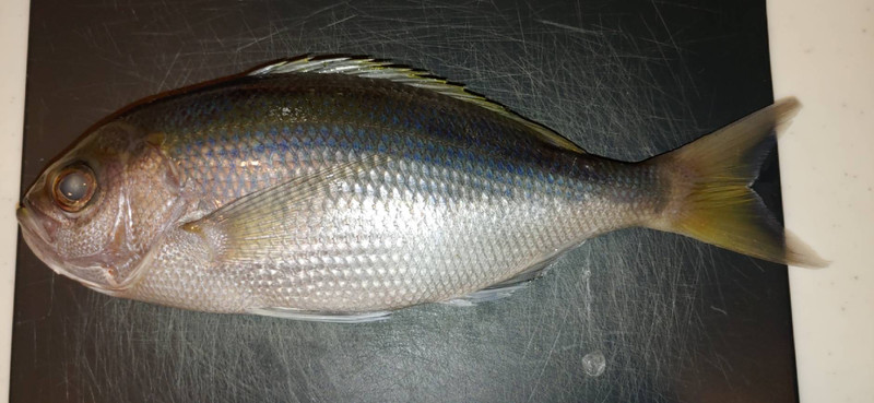 質問に添付された魚の写真