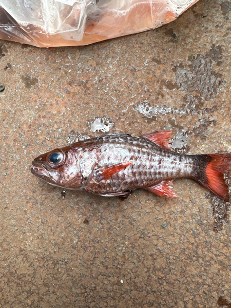 質問に添付された魚の写真