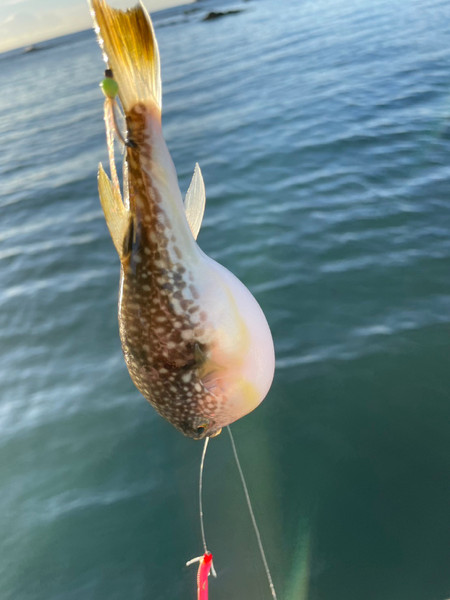 質問に添付された魚の写真