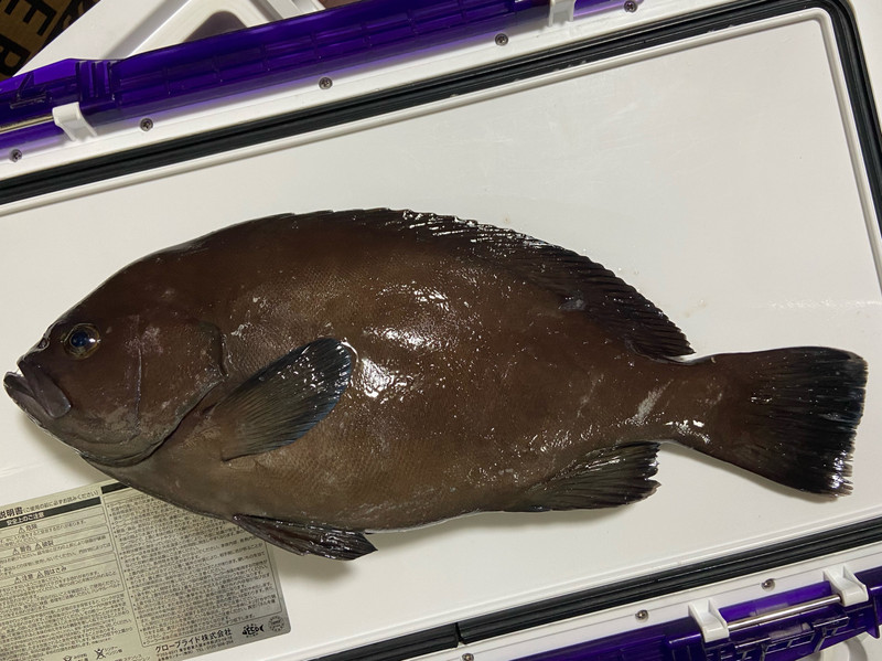 質問に添付された魚の写真