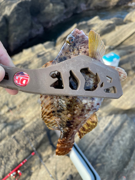 質問に添付された魚の写真