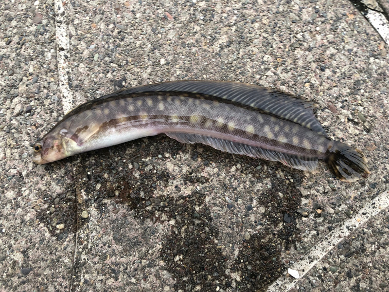 質問に添付された魚の写真