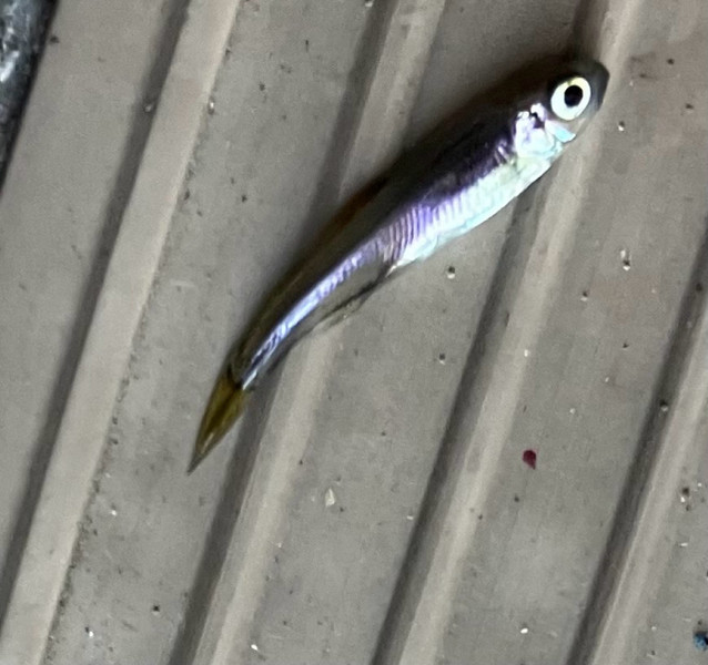 質問に添付された魚の写真