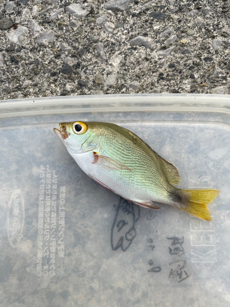 質問に添付された魚の写真