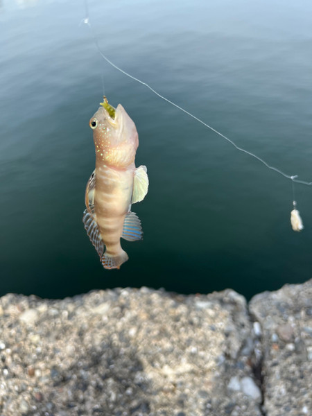 質問に添付された魚の写真