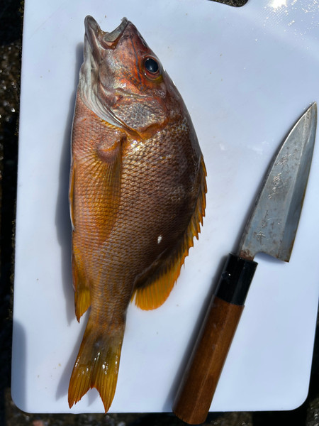 質問に添付された魚の写真