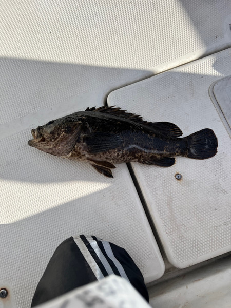 質問に添付された魚の写真