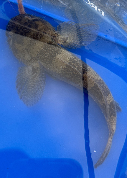 質問に添付された魚の写真