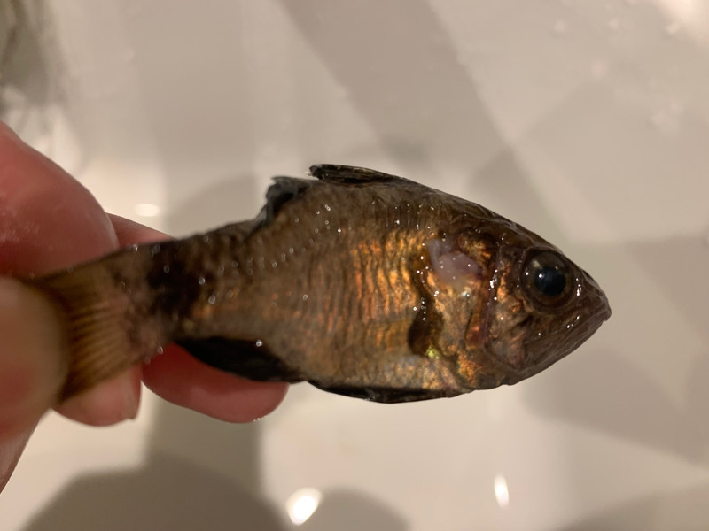 質問に添付された魚の写真