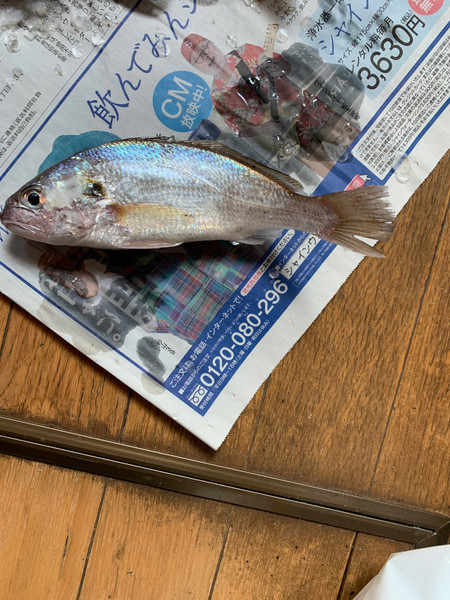 質問に添付された魚の写真